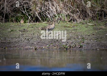 Latham's Snipe alla ricerca di cibo sul bordo di un lago nel Queensland, Australia. ( Gallinago hardwickii ) Foto Stock