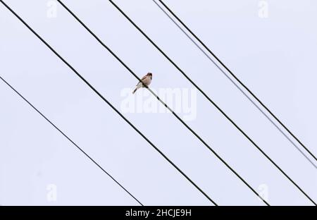 Shot basso di un uccello seduto su cavi elettrici Foto Stock