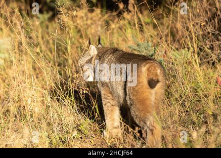 Lynx nel parco nazionale del Wild Riding Mountain Canada Foto Stock