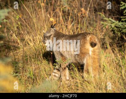 Lynx nel parco nazionale del Wild Riding Mountain Canada Foto Stock