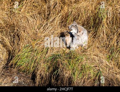 Lynx nel parco nazionale del Wild Riding Mountain Canada Foto Stock
