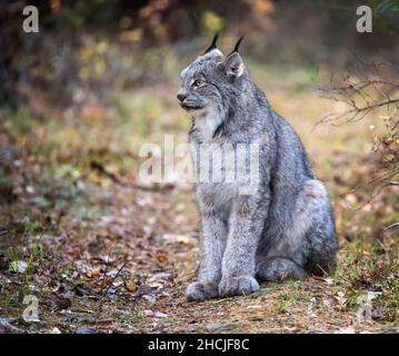 Lynx nel parco nazionale del Wild Riding Mountain Canada Foto Stock