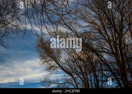Alberi con foglie giallastre contro un cielo blu e poco nuvoloso Foto Stock