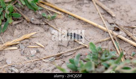 Un coleottero perforato (Cicindela punctulata) arroccato sul terreno in sporcizia e vegetazione secca Foto Stock