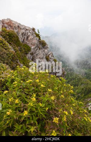 Charlie's Bunion sul sentiero Appalachian nelle Great Smoky Mountains Foto Stock