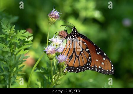 Regina Butterfly (Danaus gilippus) Foto Stock