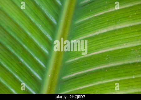 Macro scatto di una foglia di Banana verde simmetrica Foto Stock