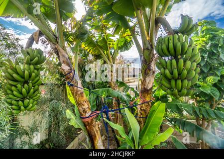 Un raccolto di banane Cavendish matura in un giardino interno Foto Stock