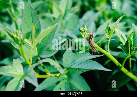 hairy caterpillar su giovane biologico superfood patate dolce frondosi vegetali o cime Camote. Primo piano. Messa a fuoco selettiva. Foto Stock