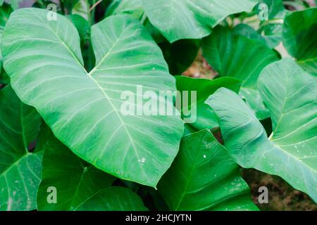 Primo piano di organico impermeabile cuore forma verde commestibile foglie di Taro. Le foglie commestibili di Taro sono nutritive e deliziose radici amidacee. Messa a fuoco selettiva. Foto Stock