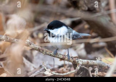 Chickadee (ricapillus Poecile) al piano terra. Foto Stock