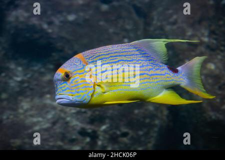 Primo piano di un bellissimo pesce di dentice tropicale a pinna di vela Foto Stock