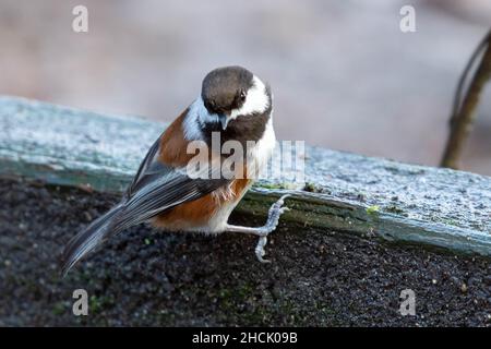 Chickadee con castagno (rufecens Poecile) che salta dalla sporgenza. Foto Stock