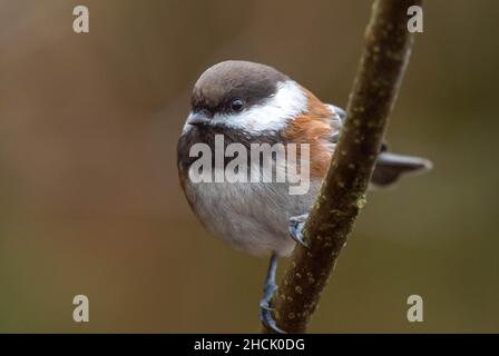 Chickadee di castagno (rufecens Poecile) arroccato in un albero vicino. Foto Stock