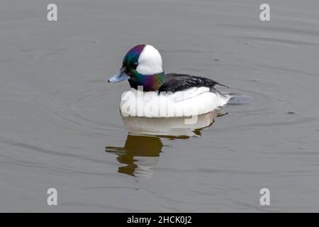 Bufflehead (maschio) (Bucephala albeola) nuoto in acqua close up in inverno piumaggio in Canada. Foto Stock