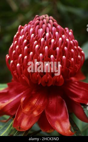 PRIMO PIANO DI UN FIORE DI WARATAH Foto Stock