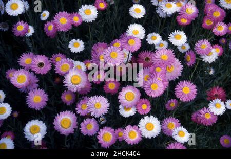 PRIMA PIANURA DI FIORIS DI CARTA ROSA E BIANCHI (RHODODANTHE CHLOROCEPHALA SYN. HELIPTERUM) NOTI ANCHE COME FIORI DI PAGLIA O IMMORTELLE. AUSTRALIA. Foto Stock
