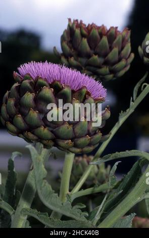 GLOBO CARCIOFO (CYNARA) IN FIORE. LA PORZIONE COMMESTIBILE È PRIMA CHE LE PIANTE ENTRINO IN FIORE. Foto Stock