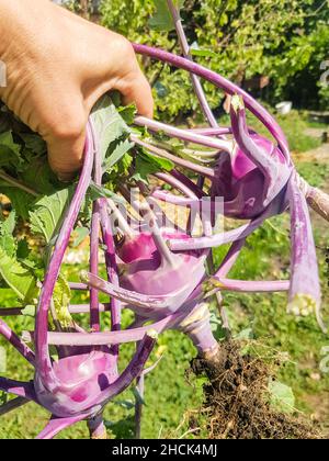 La mano di una donna contiene tre rape di cavolo viola appena raccolte con foglie e radici, all'aperto in estate, foto verticale. Foto Stock