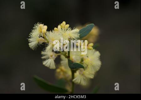 Blackwood (Acacia Melanoxylon) ha un nome proprio che si traduce letteralmente nel suo nome comune melano xylon - legno nero. Comune in boschi. Foto Stock