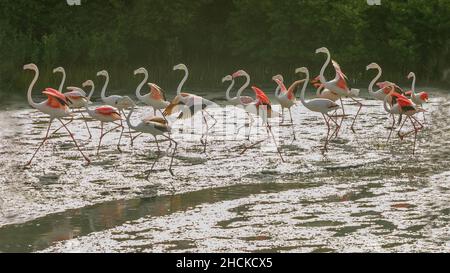 Un gregge di grandi Flamingos in movimento a Dubai Creek negli Emirati Arabi Uniti. Foto Stock