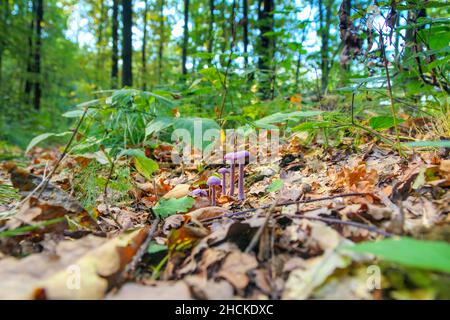 Un gruppo di ametisti ingannatori (Laccaria ametystina) funghi nella foresta autunnale Foto Stock