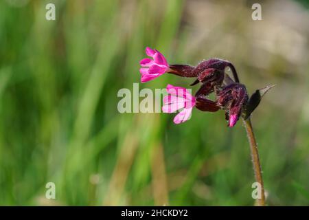 VALLDAL, NORVEGIA - 2020 MAGGIO 30. Messa a fuoco selezionata su un Red Campion (Silene dioica). Foto Stock