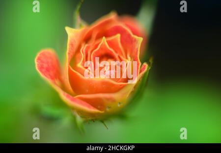 Germoglio di rosa arancione a vista ravvicinata. Soffusa effetto incandescente intorno al fiore di rosa alla luce del mattino. Foto Stock