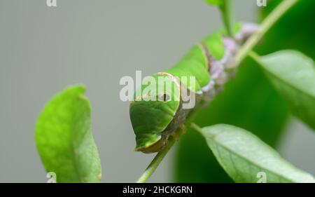 Comune Mormon larva primo piano-up macro fotografia. Mangiando il suo curry favorito lascia e cresce velocemente per la fase successiva della pupa della metamorfosi. Foto Stock