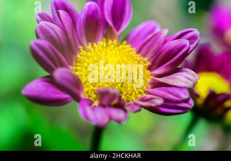 Foto macro del fiore di crisantemo primo piano. Struttura della testa di fiore giallo dorato e dei petali viola. Foto Stock