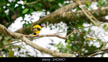 oriole con cappuccio nero arroccato su un ramo di banyan. Foto Stock