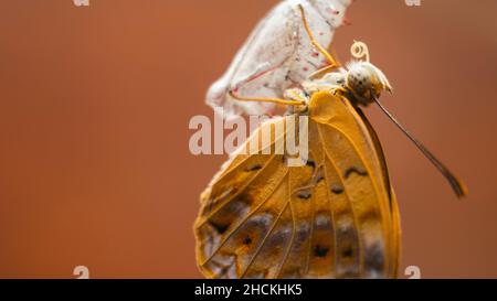 Farfalla leopardo comune emergente dopo il completamento della metamorfosi. Una bella farfalla si aggancia sul crisali vuoto caso un primo piano macro foto Foto Stock