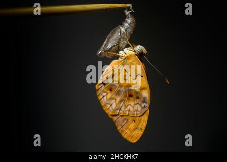 La farfalla di leopardo comune si appende sul caso esterno vuoto più duro di Chrysalis primo piano-up macro foto isolano contro lo sfondo scuro. Nuovo inizio Foto Stock