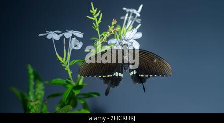 Bella farfalla nera seduta su un mazzo di fiori bianchi primo piano. Una farfalla mormone comune maschile mostra il suo splendido modello sulle ali. Foto Stock