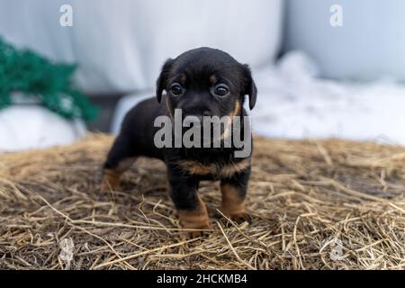 Il marrone Jack Russell di un mese si erge su un fieno. Fuori per la prima volta, temi animali, fuoco selettivo, sfocatura. Foto Stock