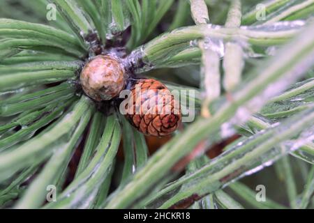 Aghi di pino verde e cono incisi in ghiaccio durante una tempesta di ghiaccio Foto Stock