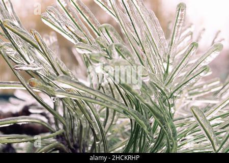 Aghi di pino verde incisi in ghiaccio durante una tempesta di ghiaccio Foto Stock