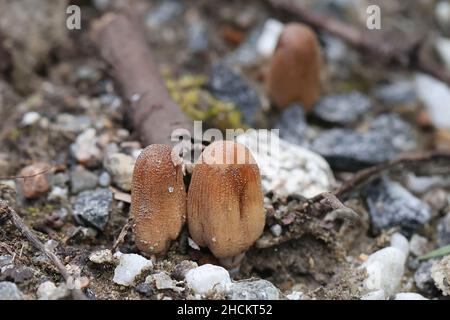 Coprinellus micaceus, detto anche Coprinus micaceus, comunemente noto come Glistering Inkcap, fungo selvatico della Finlandia Foto Stock