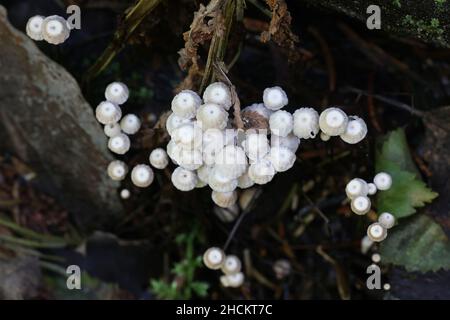 Marasmius rotula, noto come il fungo della ruota, marasmius della ruota, ruota piccola, paracadute con colletto o il fungo dei capelli del cavallo Foto Stock