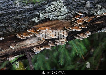 Trametes ocracea, noto come fungo da staffa ocra, poliporo selvatico dalla Finlandia Foto Stock