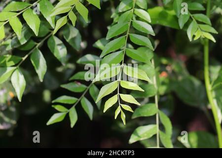 Foto ravvicinata delle foglie di starnuto dolce (foglia di curry) Foto Stock