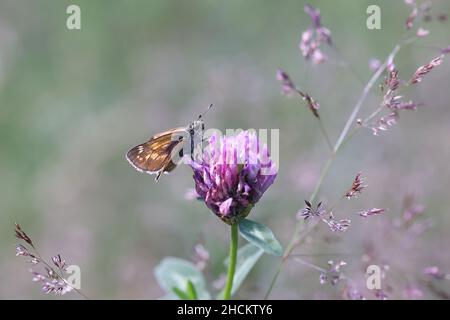 Ochlodes sylvanus, comunemente noto come skipper grande, che si nutrono di trifoglio rosso, Trifolium pratense Foto Stock