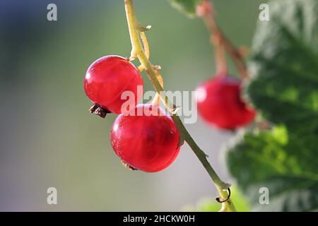 Ribes rosso maturo, o ribes rosso, deliziosi frutti di bosco commestibili provenienti dalla Finlandia Foto Stock