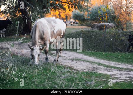 Mucca bianco-marrone pascolo con altre due mucche sullo sfondo in prato vicino strada di campagna in foresta in autunno. Vita del coltivatore. Prodotti naturali. Tornare a. Foto Stock