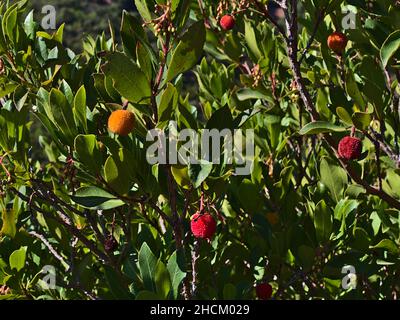 Primo piano di un albero di fragole (Arbutus unedo) con frutti di colore giallo e rosso tra le foglie verdi nella stagione autunnale a Cap Roux, Francia. Foto Stock