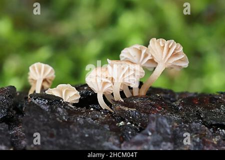 Micena clavata, chiamata anche Phloeomana clavata, comunemente nota come coched cofano, funghi selvatici dalla Finlandia Foto Stock