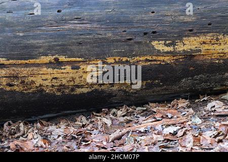 Crustoderma dryinum, un fungo della crosta finlandese, nessun nome comune inglese Foto Stock