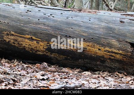 Crustoderma dryinum, un fungo della crosta finlandese, nessun nome comune inglese Foto Stock