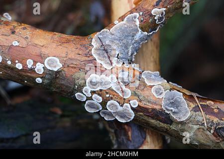 Stereum sanguinolentum, conosciuto come crosta sanguinante di conifere, fungo selvatico dalla Finlandia Foto Stock