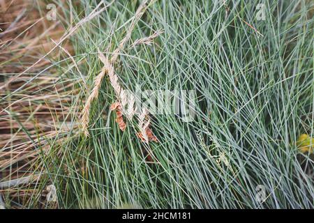 primo piano dell'erba della festuca glauca con intensa variazione di colore tra lame fresche e vecchie sparate a profondità di campo ridotta Foto Stock